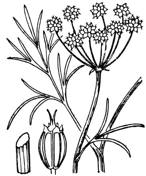 Oenante 26