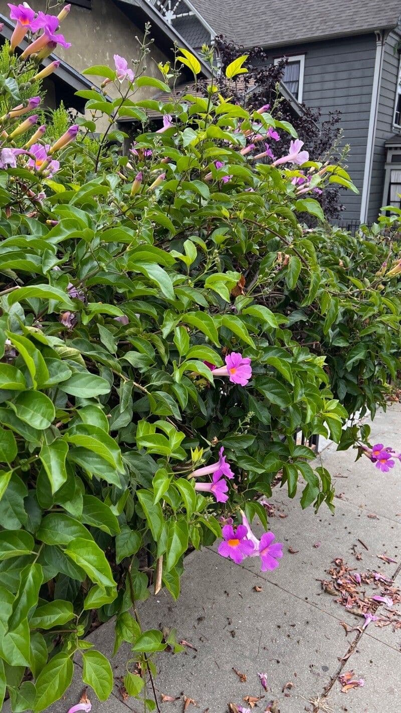 Bignonia magnifica 6
