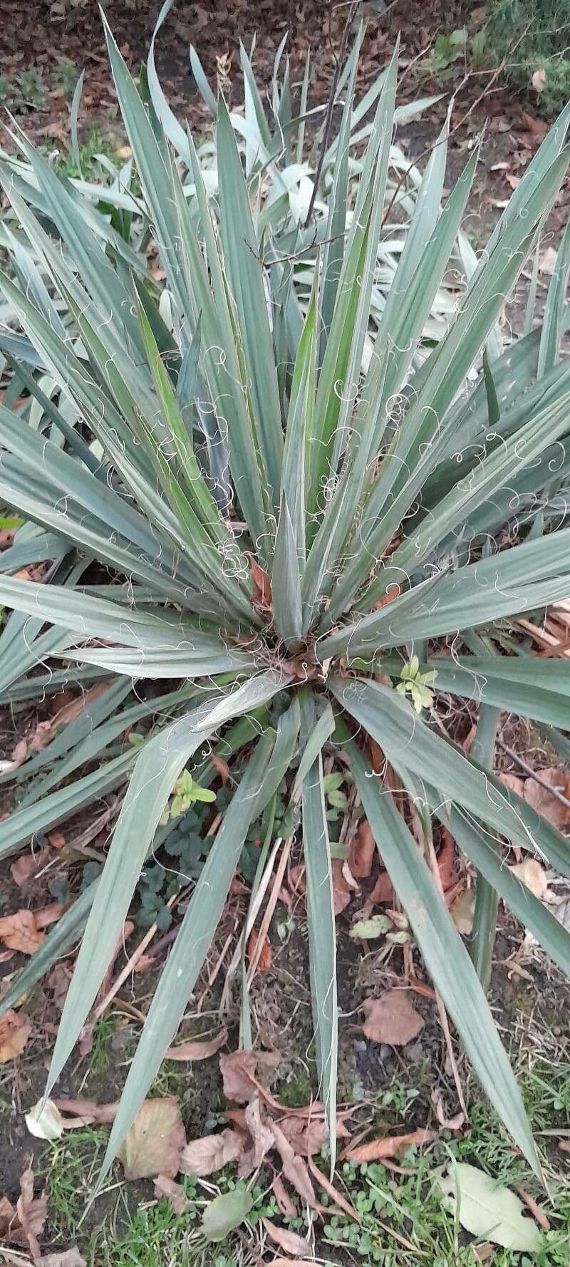 Schopf-Yucca 15