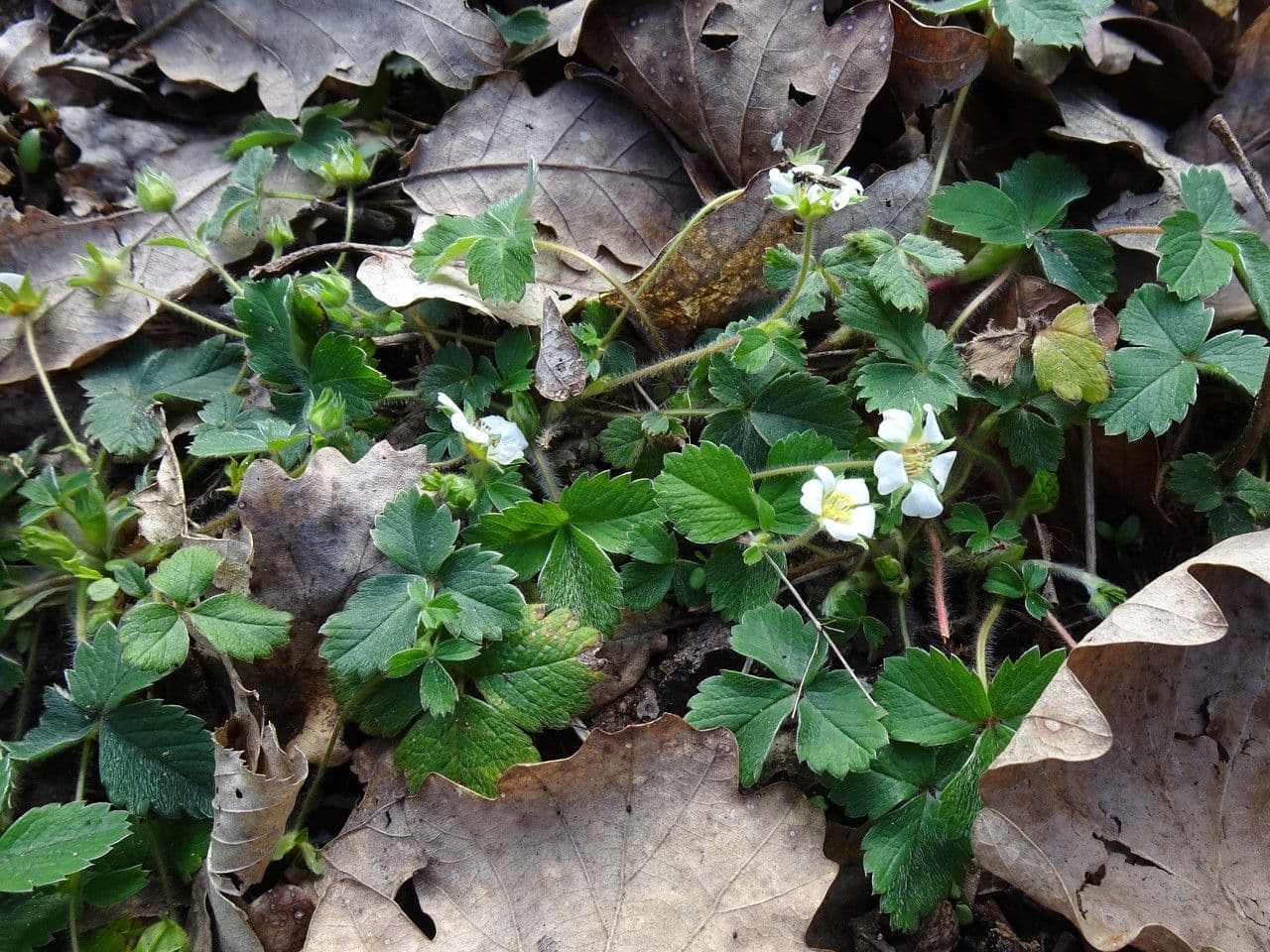 Strawberryleaf cinquefoil 12