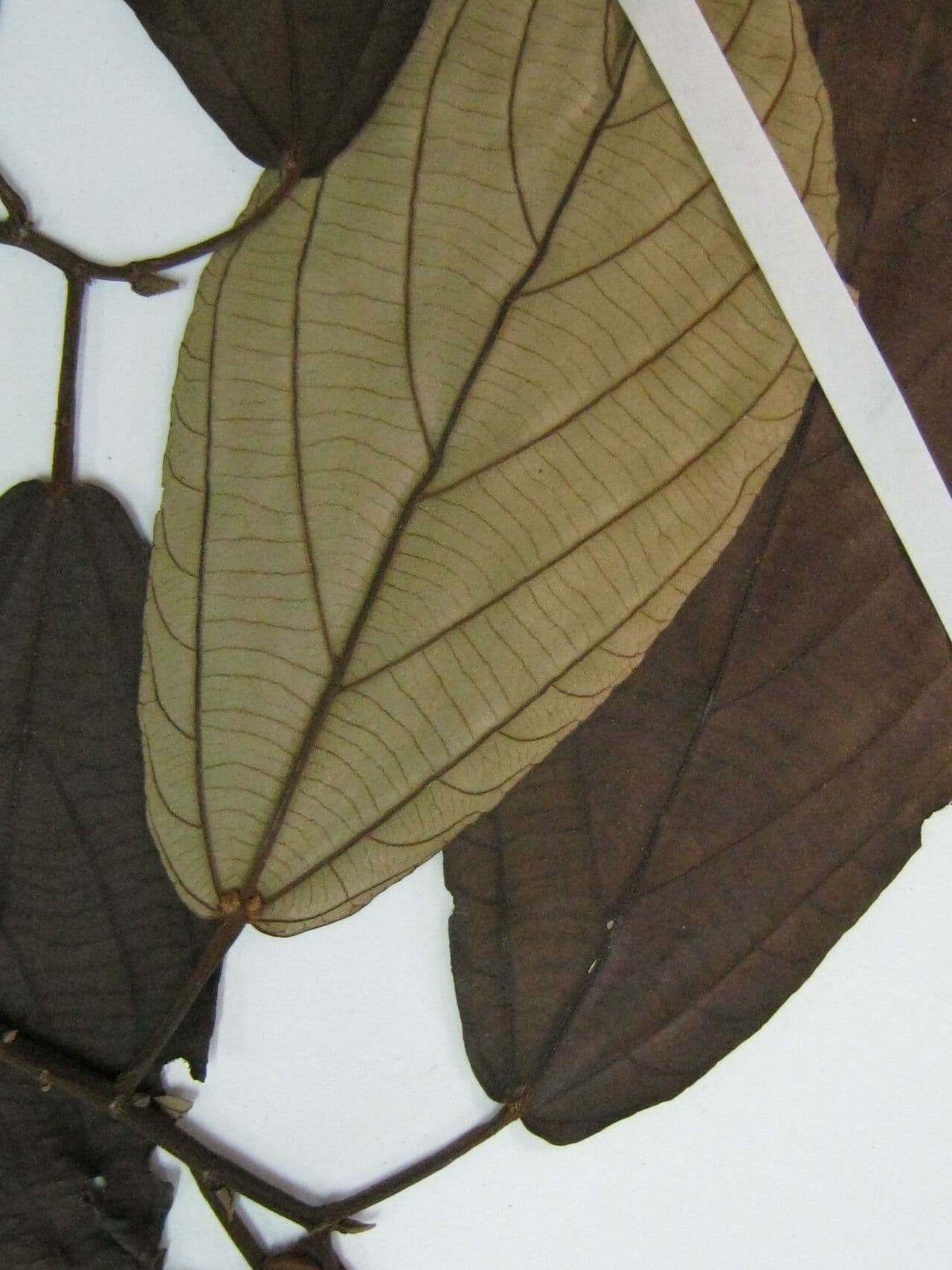 Apeiba 14