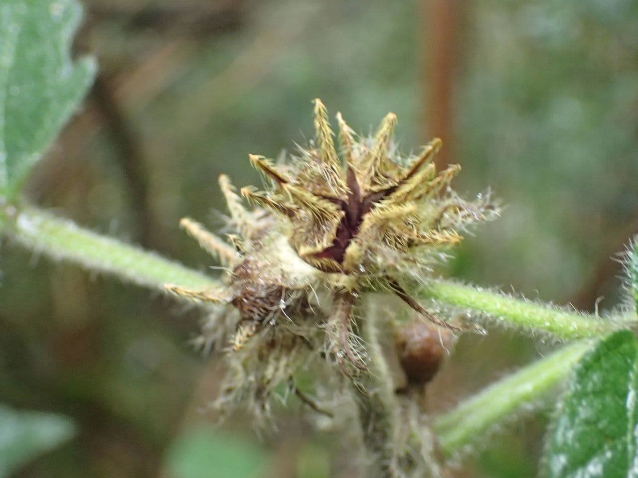 Pavonia 6