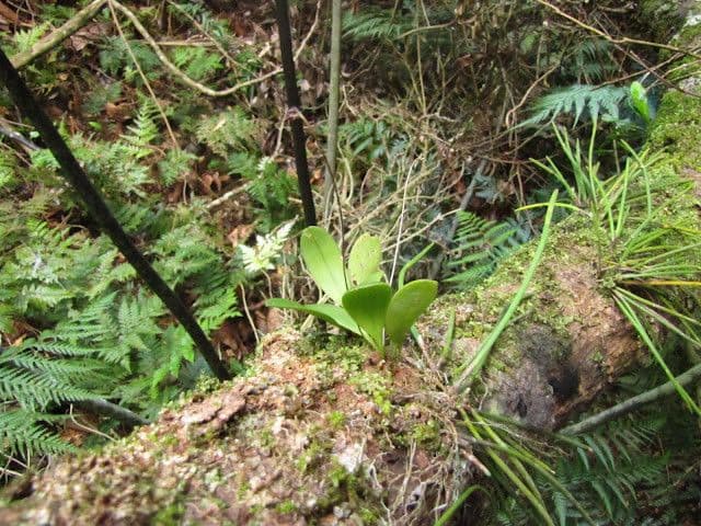 Ceratostylis 8