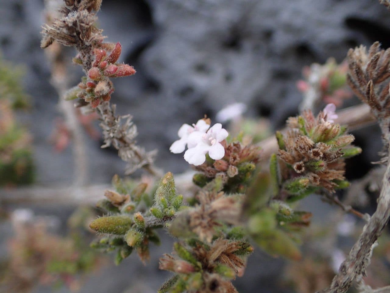 Micromeria 10