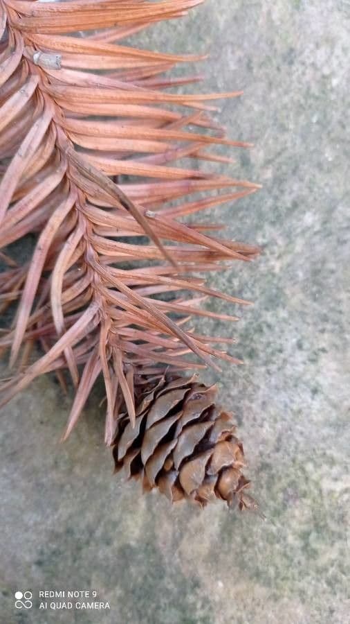 Cunninghamia