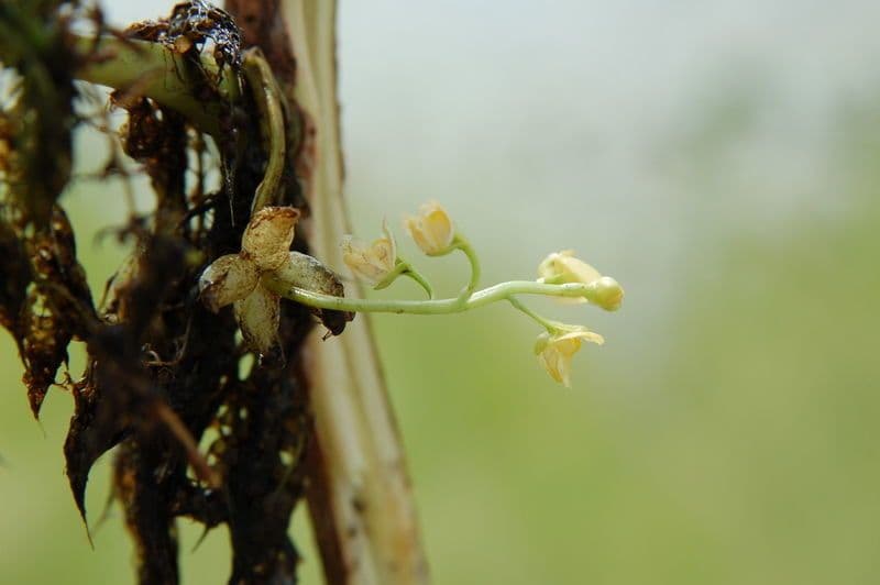 Utricularia foliosa 15
