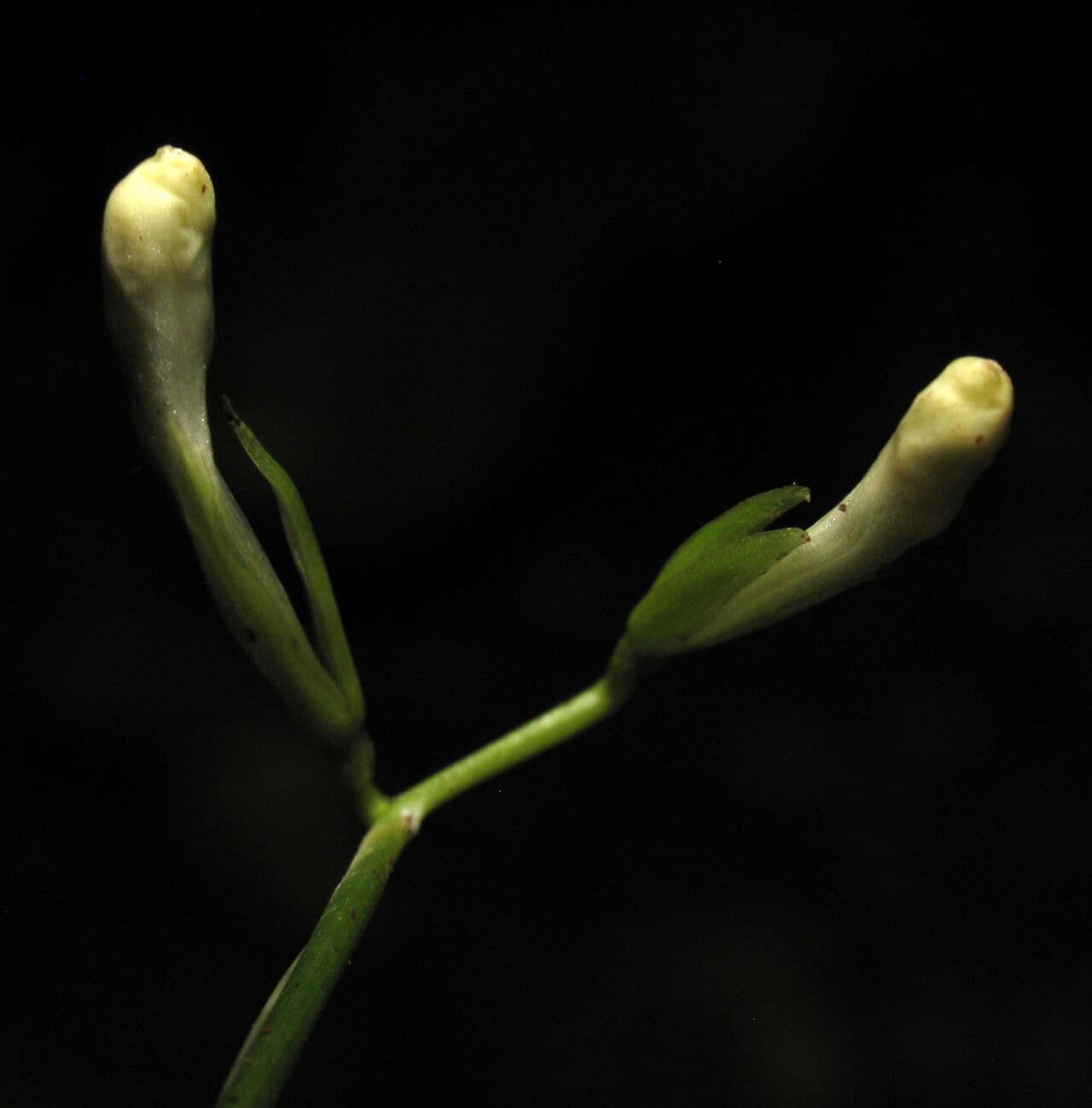 Maranta 3
