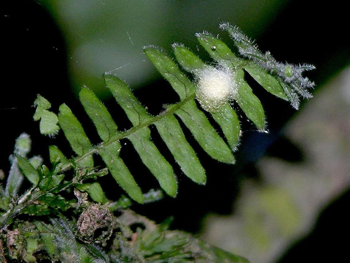 Pecluma