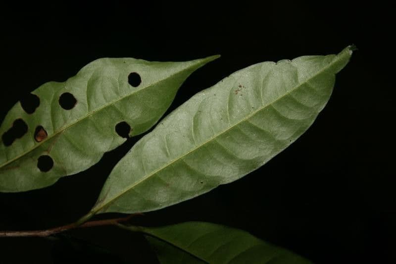 Iryanthera 6
