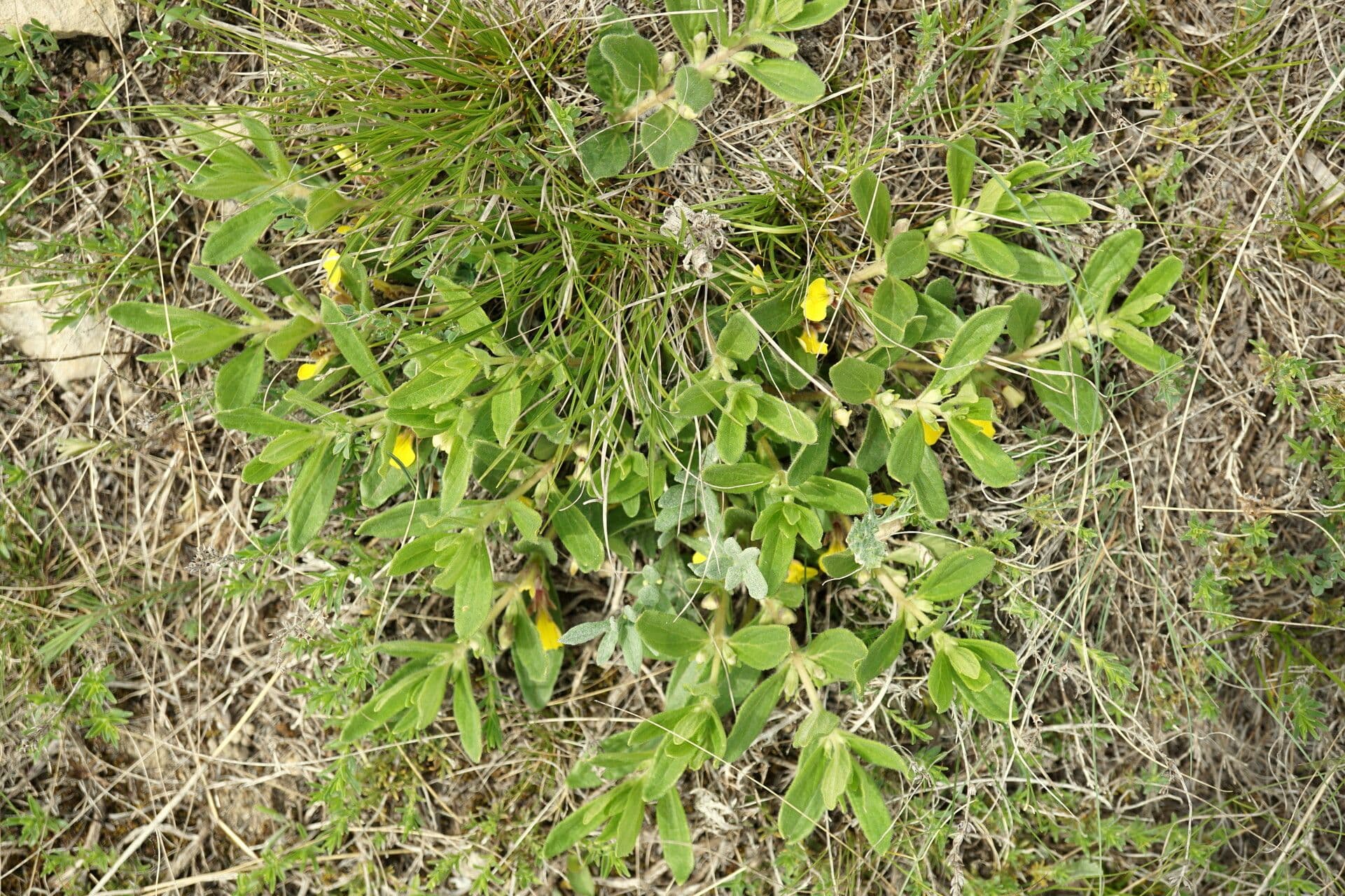 Ajuga 3