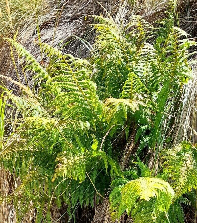 Polystichum 2