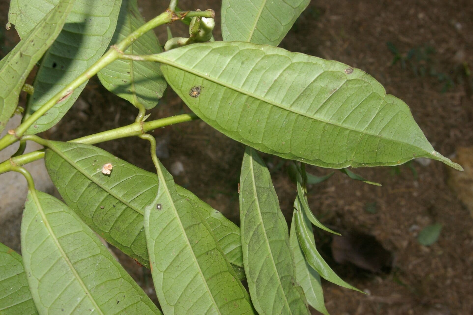 Faramea ghiandolosa 10