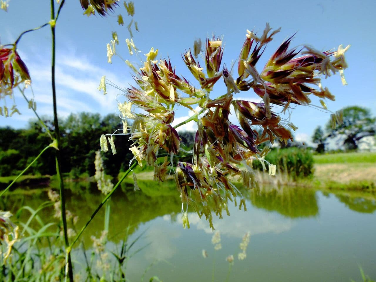 Biřička 2