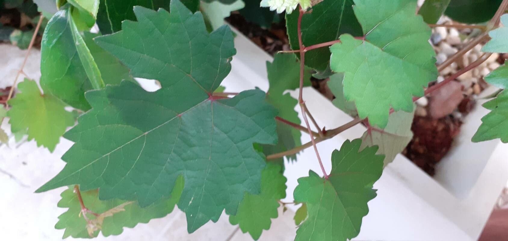 Vitis aestivalis 7
