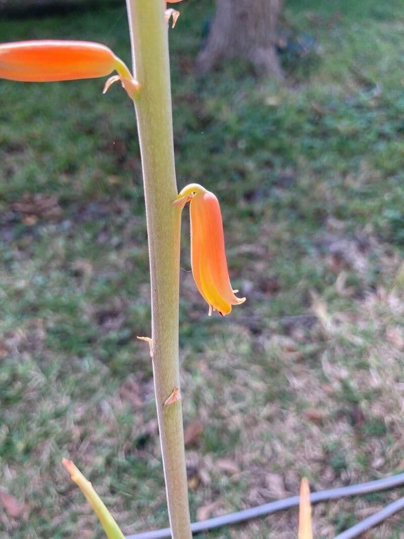 Echte Aloe 2