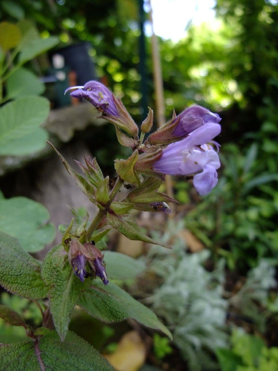 Salvia purpurea 4