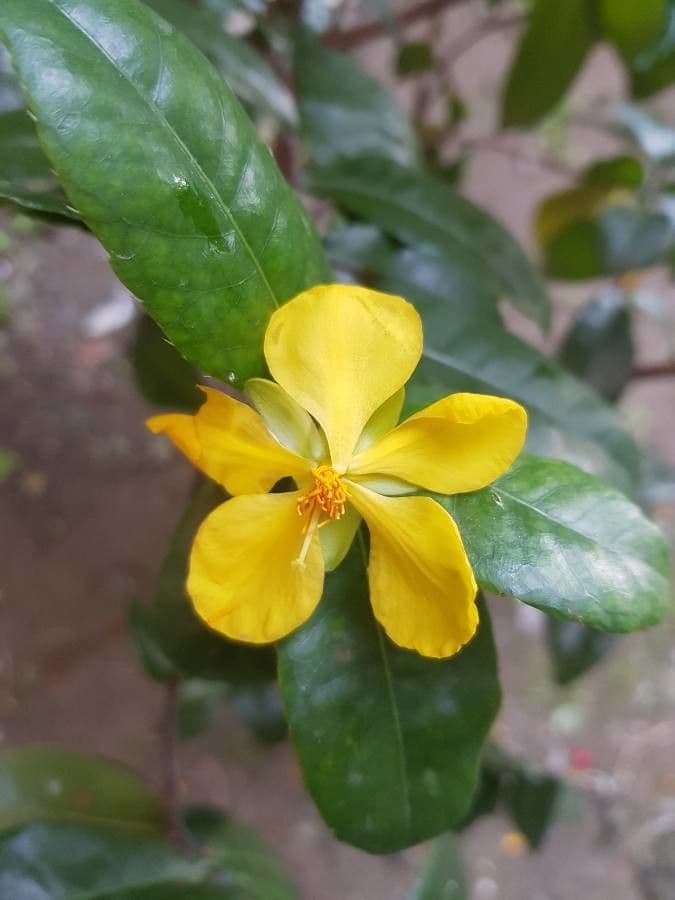 Ochna serrulata 7