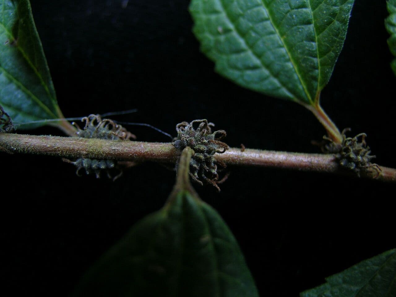 Pouzolzia 5