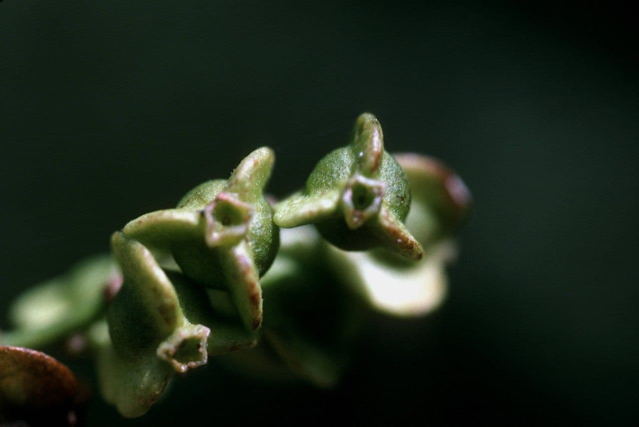 Hopfenblättrige Gouania