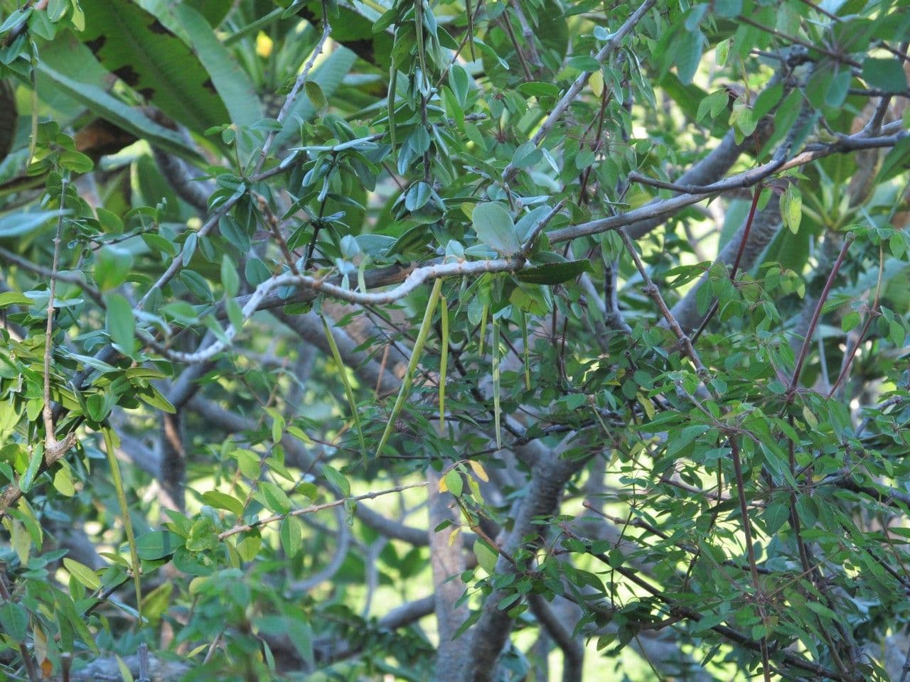 Plocosperma