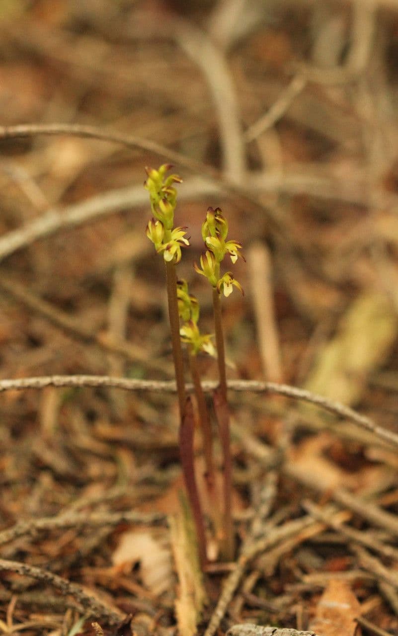 Corallorhize trifide 14