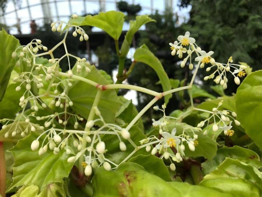 Begonia 10