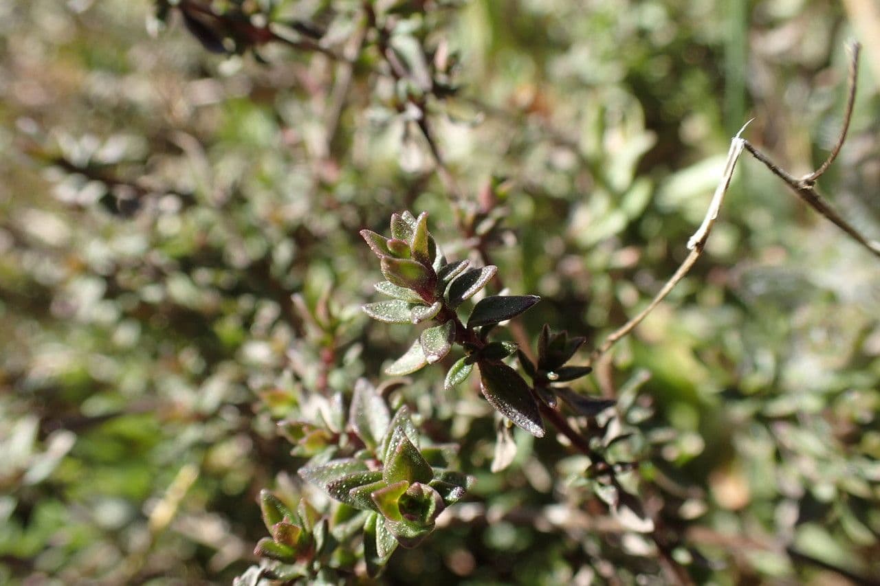 Thym à odeur de cumin 14