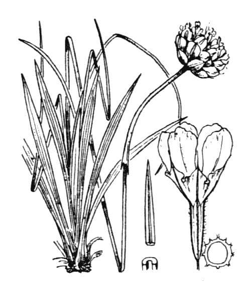 Armeria ruscinonensis 19
