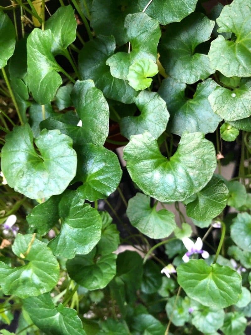 Viola ederacea 11