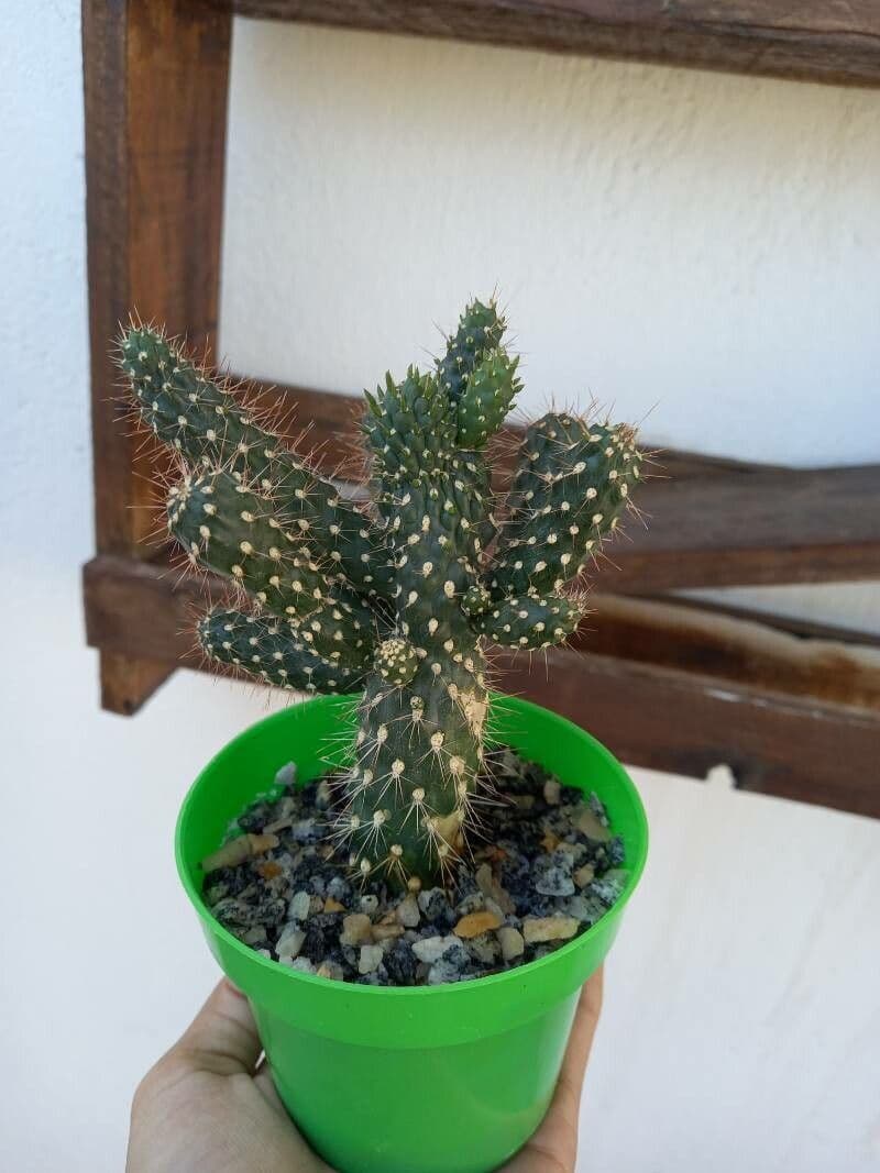 Feuer-Cholla 25