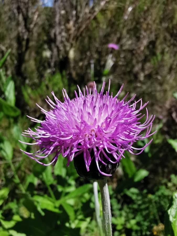 Breitblättrige Distel