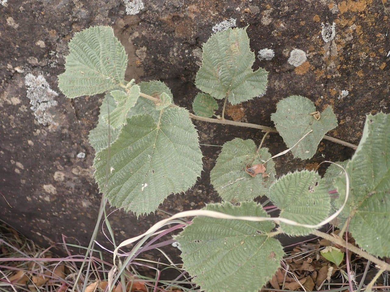 Grewia 22