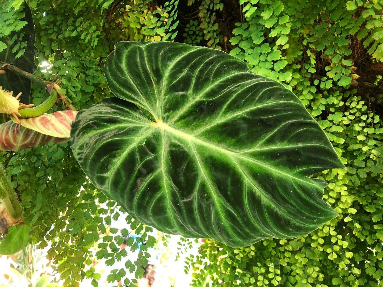 Warziger Philodendron 11