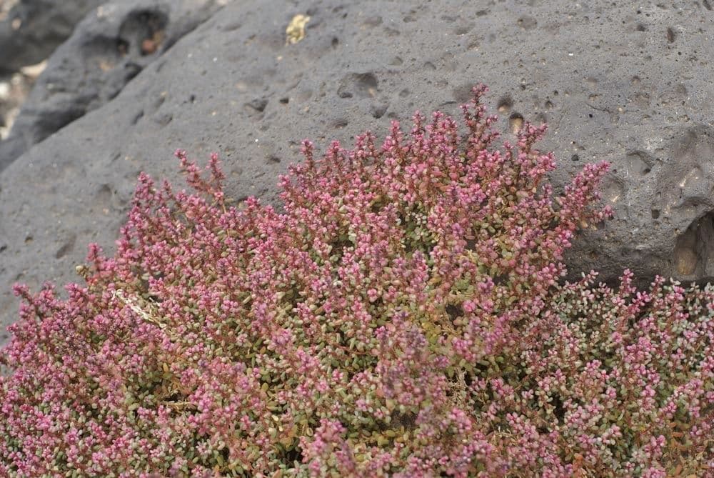Suaeda vermiculata 6