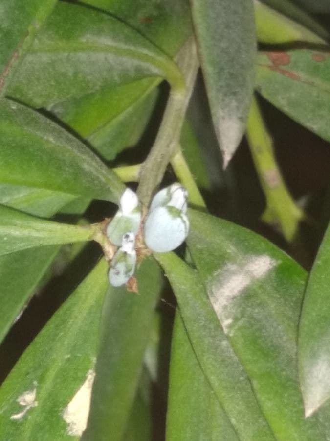 Hohe Podocarpus