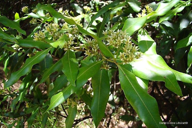 Cloezia floribunda 9