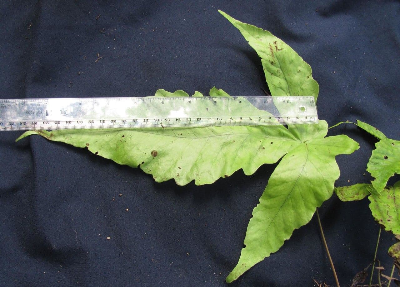 Tectaria heracleifolia 6