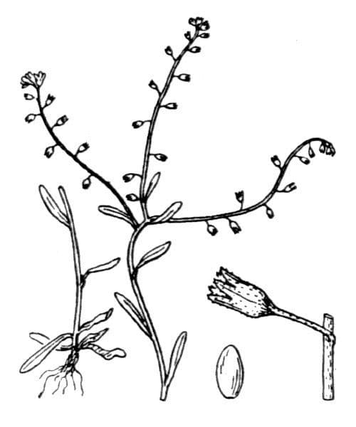 Miosotide siciliana 19