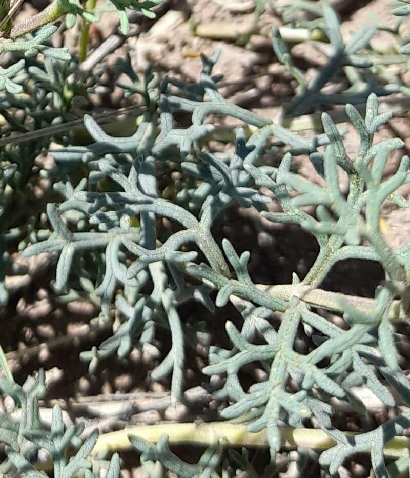 Junellia 8