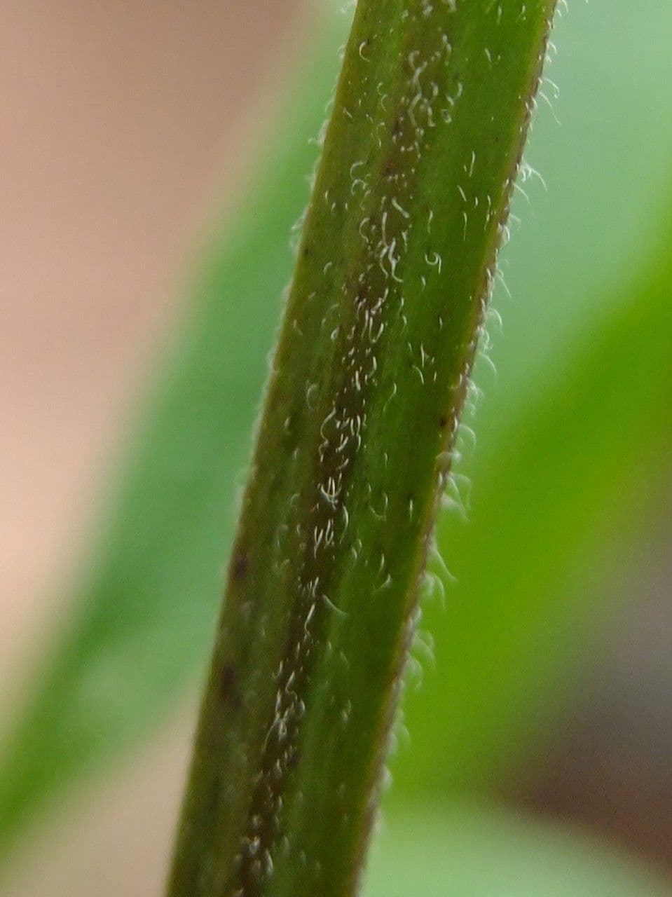 Monarda didyma 25