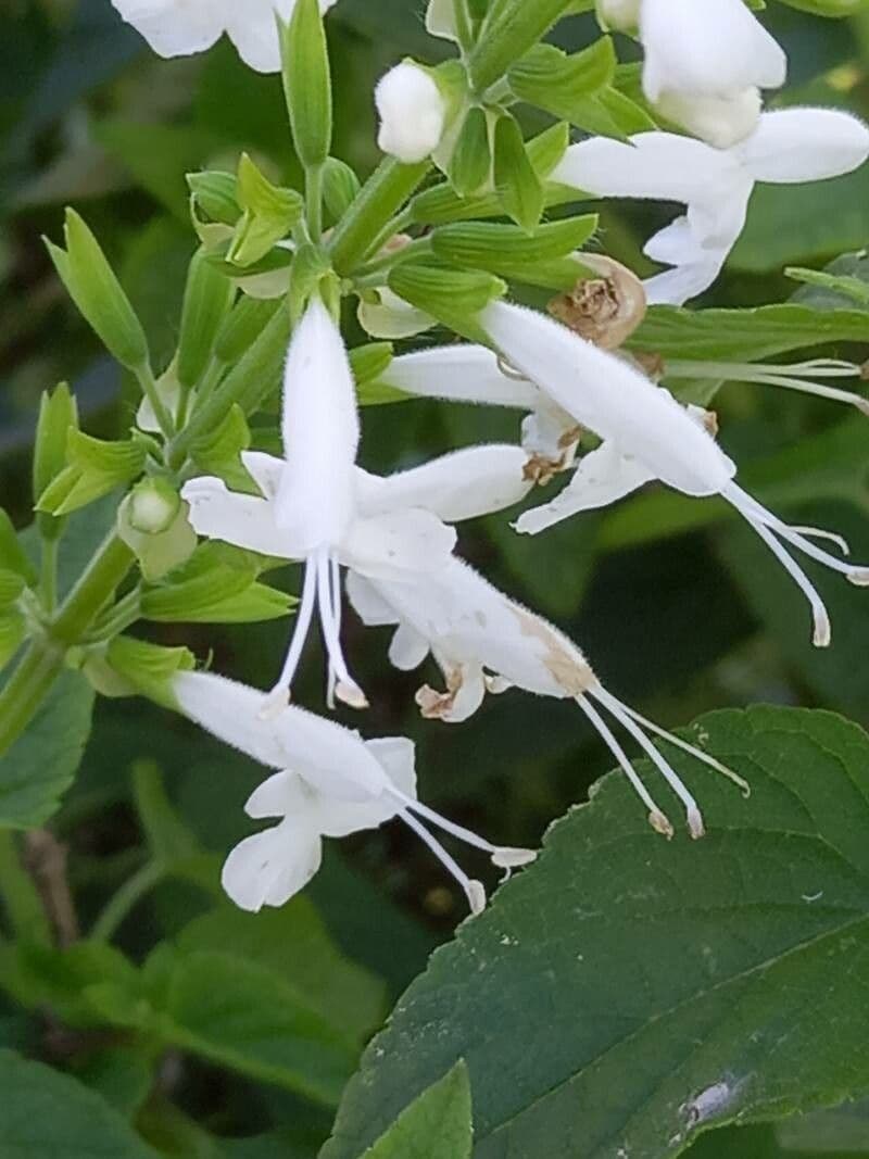 Salvia scarlatta 5