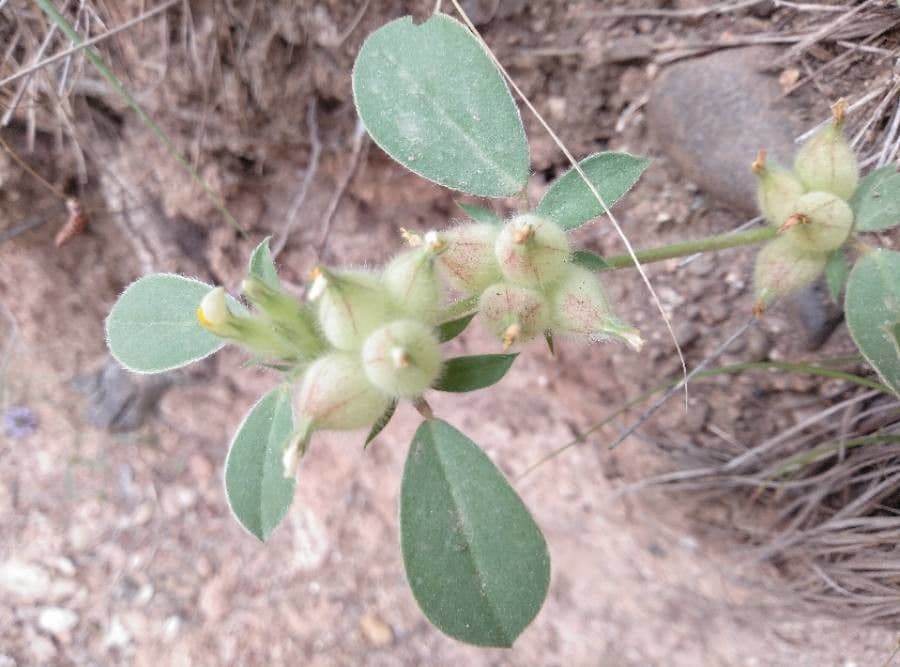 Tripodion tetraphyllum 10