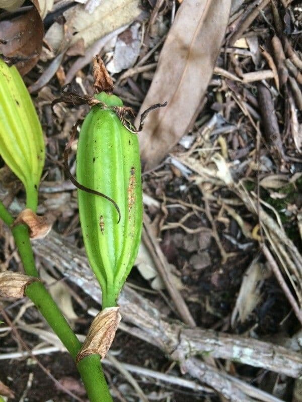 Angraecum eburneum