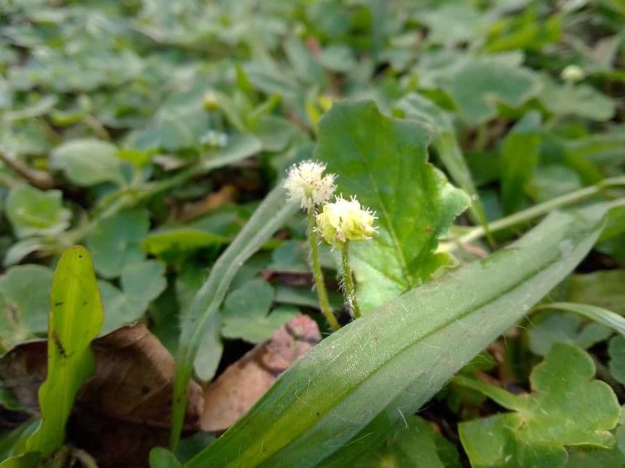 Facelia