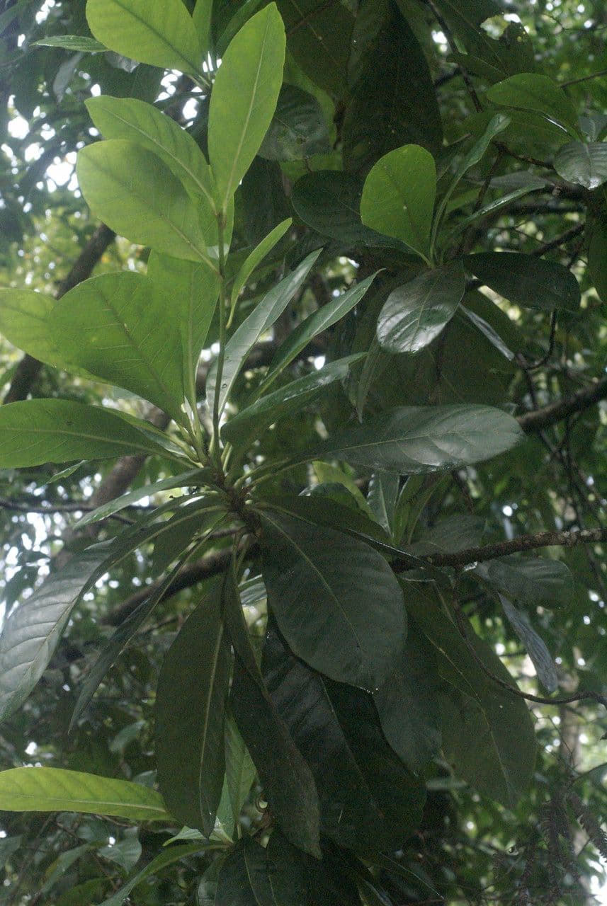 Richeria grandis 17