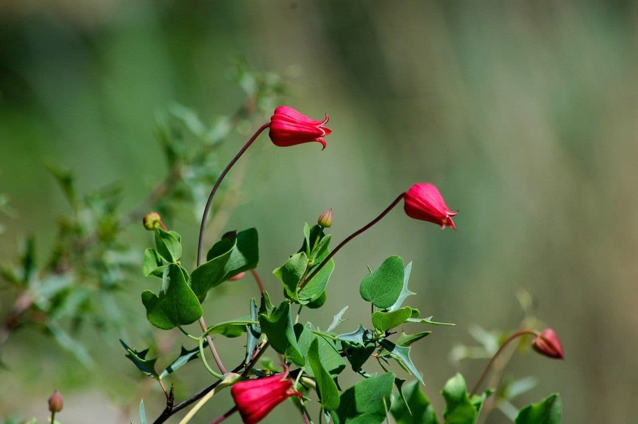 Clematis 2