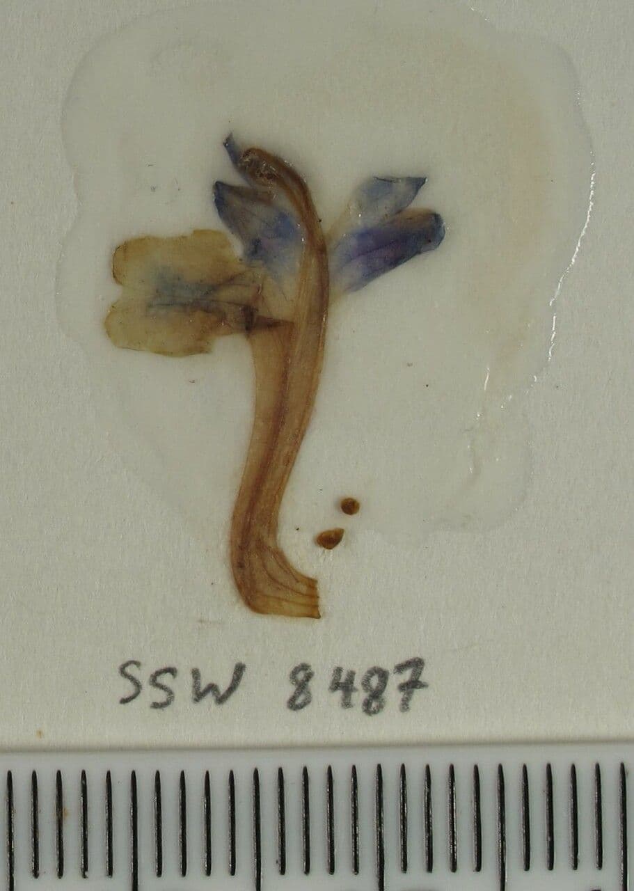 Scutellaria 2