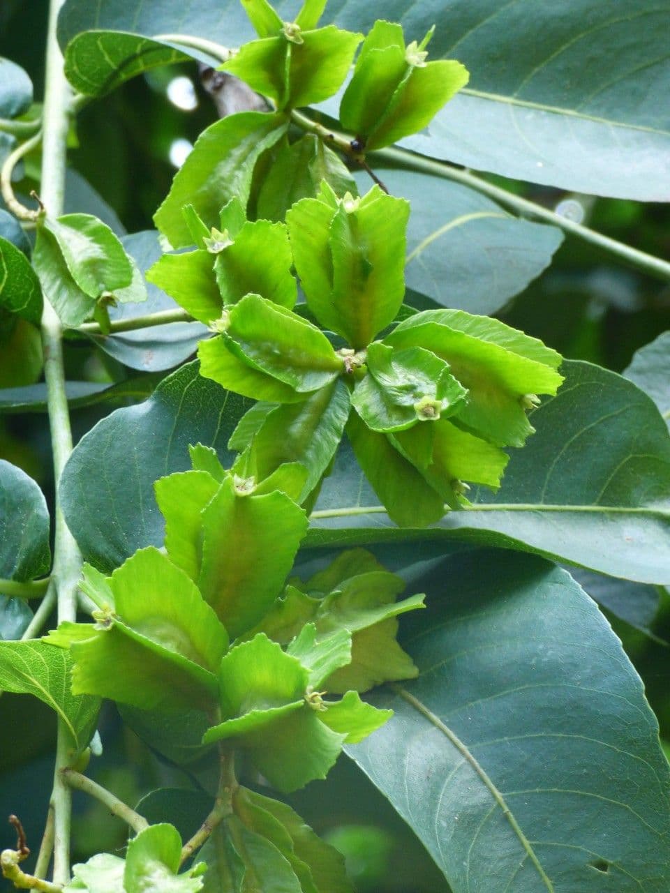 Terminalia arjuna 3