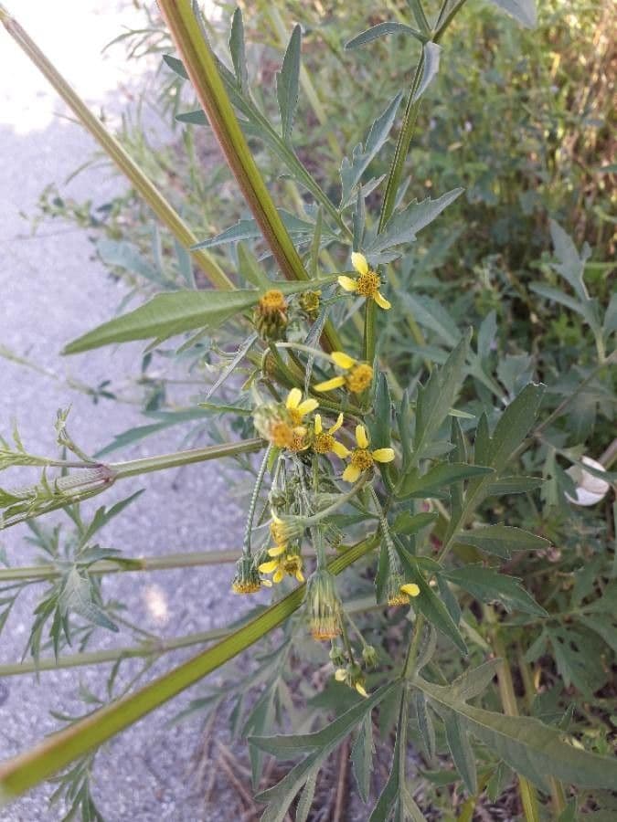 Bidens bipinnata 6
