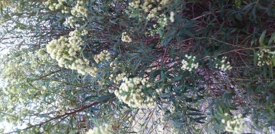Baccharis dracunculifolia 7